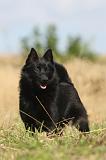 SCHIPPERKE 011